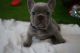French Bulldog Puppies for sale in McDonough, GA, USA. price: $3,000