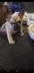 French Bulldog Puppies for sale in Rock Hill, SC, USA. price: $3,000