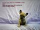 French Bulldog Puppies for sale in Stephenson, VA 22656, USA. price: $3,500