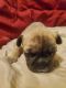 French Bulldog Puppies for sale in Tulsa, OK, USA. price: $2,250