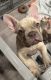 French Bulldog Puppies for sale in San Francisco, CA, USA. price: $2,000