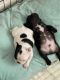 French Bulldog Puppies for sale in Mt Airy, MD 21771, USA. price: NA