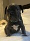 French Bulldog Puppies for sale in Powder Springs, GA, USA. price: $3,700
