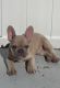 French Bulldog Puppies for sale in Tavernier, FL 33070, USA. price: NA