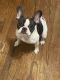 French Bulldog Puppies for sale in Spartanburg, SC, USA. price: $2,200