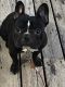 French Bulldog Puppies for sale in Selby, SD 57472, USA. price: NA