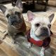 French Bulldog Puppies for sale in Tooele, UT 84074, USA. price: $2,100