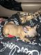French Bulldog Puppies for sale in Portland, OR, USA. price: $1,800