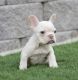 French Bulldog Puppies for sale in Menifee, CA, USA. price: $3,500