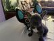 French Bulldog Puppies for sale in Corpus Christi, TX, USA. price: $2,500