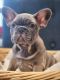 French Bulldog Puppies for sale in Katy, TX, USA. price: NA