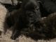 French Bulldog Puppies for sale in Clinton Twp, MI, USA. price: $3,500