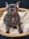 French Bulldog Puppies for sale in Katy, TX, USA. price: $2,500
