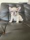 French Bulldog Puppies for sale in Upland, CA, USA. price: $2,000