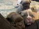 French Bulldog Puppies for sale in Ashburnham, MA, USA. price: $4,200