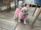 French Bulldog Puppies for sale in Queen Creek, AZ, USA. price: NA