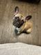 French Bulldog Puppies for sale in Denver, CO, USA. price: $1,400