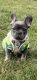 French Bulldog Puppies for sale in Franklin, OH 45005, USA. price: NA