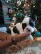 French Bulldog Puppies for sale in Denver, CO 80239, USA. price: $3,100