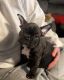 French Bulldog Puppies for sale in Springfield, MO, USA. price: NA