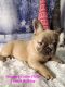 French Bulldog Puppies for sale in Mullica Hill, Harrison Township, NJ 08062, USA. price: NA