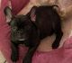 French Bulldog Puppies for sale in San Angelo, TX, USA. price: $2,800