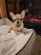 French Bulldog Puppies for sale in Ceres, CA 95307, USA. price: NA