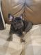 French Bulldog Puppies for sale in Katy, TX, USA. price: $2,000