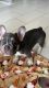 French Bulldog Puppies for sale in 10700 City Center Blvd, Pembroke Pines, FL 33025, USA. price: NA