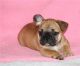 French Bulldog Puppies for sale in Austin, TX, USA. price: $900