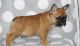 French Bulldog Puppies for sale in Austin, TX, USA. price: $900