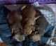French Bulldog Puppies for sale in Chesapeake, VA, USA. price: $2,500