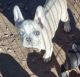 French Bulldog Puppies for sale in Seligman, AZ 86337, USA. price: $3,500