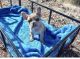 French Bulldog Puppies for sale in Seligman, AZ 86337, USA. price: $3,500