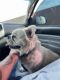 French Bulldog Puppies for sale in Ontario, CA, USA. price: $1,000