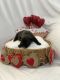 French Bulldog Puppies for sale in Broxton, GA 31519, USA. price: NA