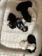 French Bulldog Puppies for sale in Philadelphia, PA, USA. price: $1,250