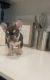 French Bulldog Puppies for sale in 10930 Garfield Ave, South Gate, CA 90280, USA. price: NA