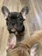 French Bulldog Puppies for sale in Memphis, TN 38133, USA. price: $2,500