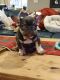 French Bulldog Puppies for sale in Sasakwa, OK 74867, USA. price: NA