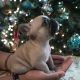 French Bulldog Puppies for sale in Denver, CO 80239, USA. price: $3,000