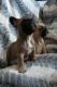 French Bulldog Puppies for sale in Denver, CO 80239, USA. price: $3,000