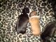 French Bulldog Puppies for sale in Frankfort, KY 40601, USA. price: NA