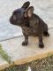 French Bulldog Puppies for sale in Riverside, CA, USA. price: $2,500