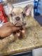 French Bulldog Puppies for sale in Rock Hill, SC, USA. price: $3,500