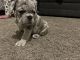 French Bulldog Puppies for sale in Gig Harbor, WA, USA. price: $2,000