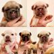 French Bulldog Puppies for sale in Austin, TX, USA. price: $3,500