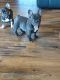 French Bulldog Puppies for sale in Sasakwa, OK 74867, USA. price: $2,500