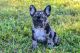 French Bulldog Puppies for sale in Wellington, FL, USA. price: $8,500