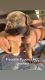 French Bulldog Puppies for sale in Doral, FL, USA. price: NA